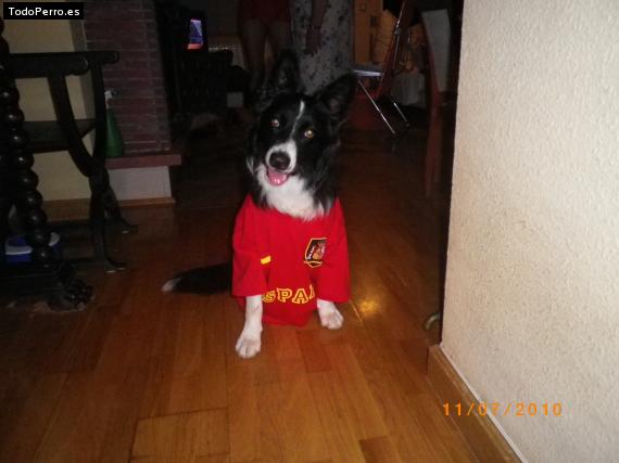 La foto del perro