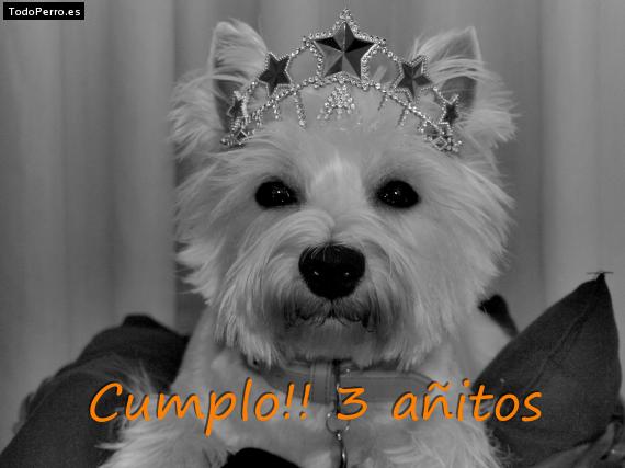 La foto del perro
