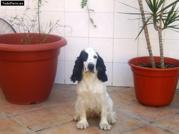 La foto del perro