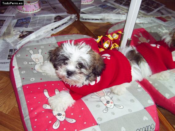 La foto del perro