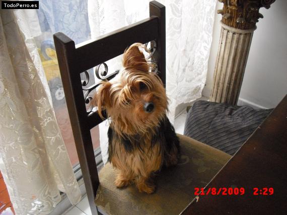 La foto del perro