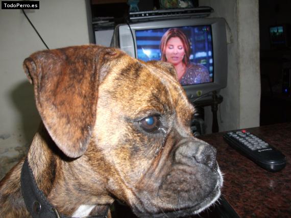 La foto del perro
