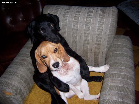 La foto del perro