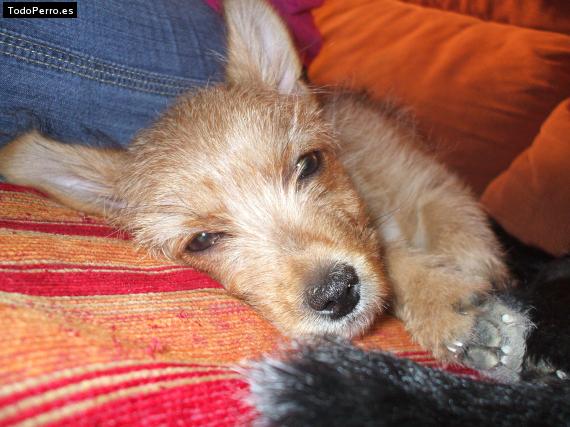 La foto del perro
