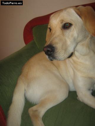La foto del perro