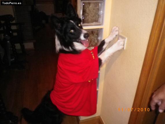 La foto del perro