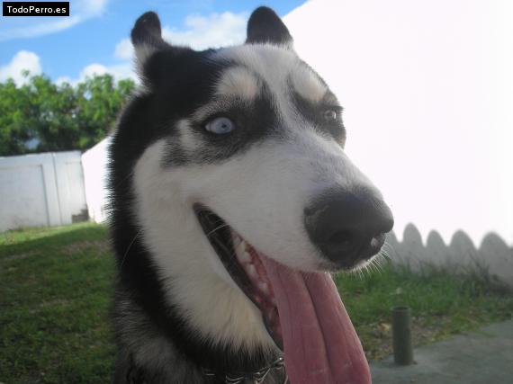 La foto del perro