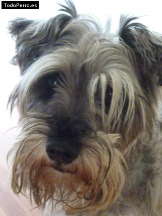 La foto del perro