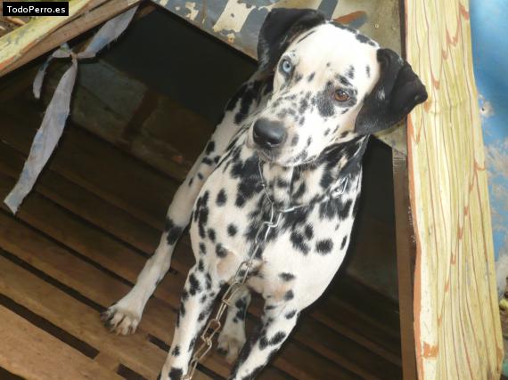 La foto del perro