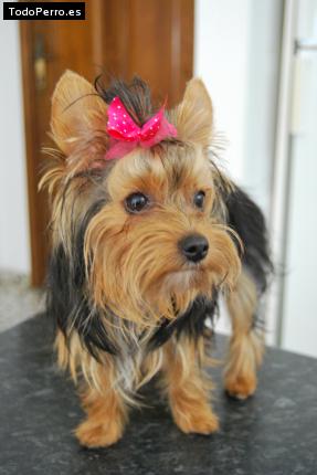 La foto del perro