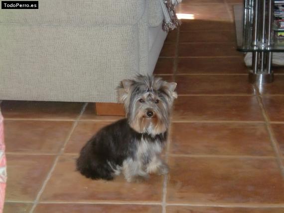 La foto del perro