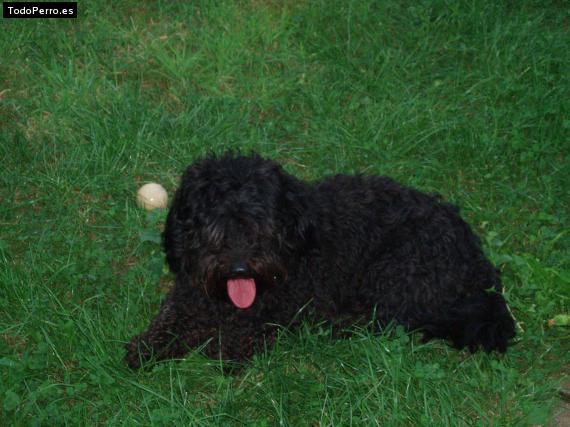 La foto del perro