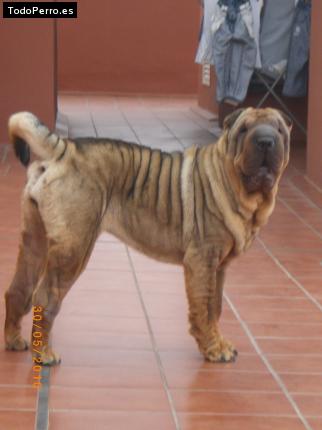 La foto del perro