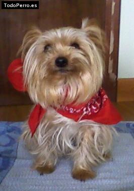 La foto del perro