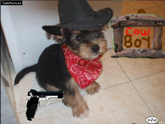 La foto del perro