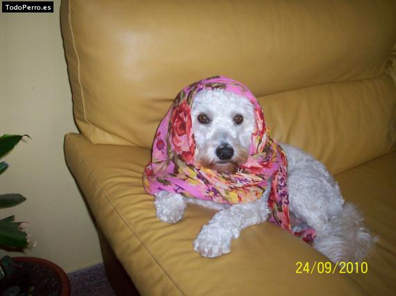 La foto del perro