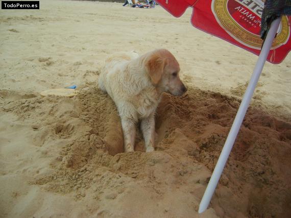 La foto del perro