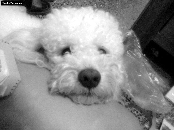 La foto del perro