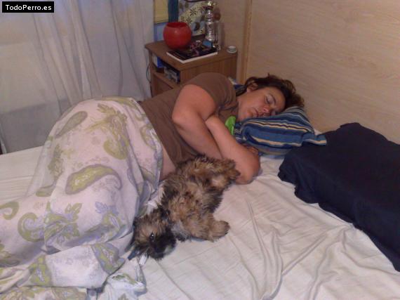 La foto del perro