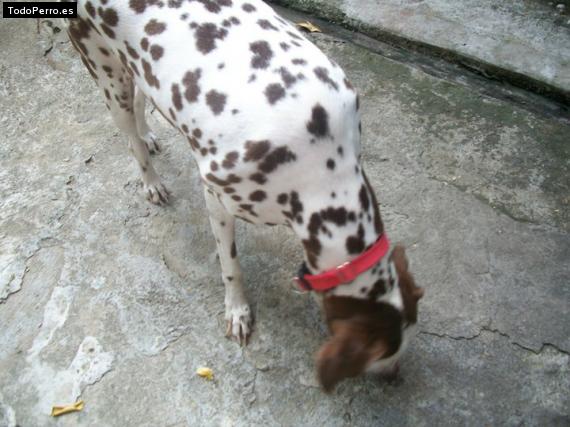 La foto del perro