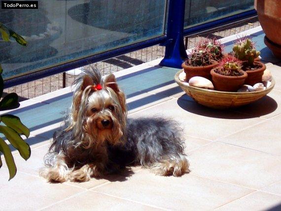 La foto del perro