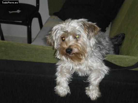 La foto del perro