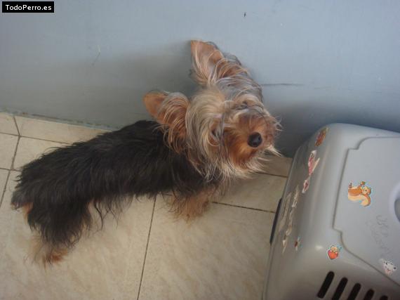 La foto del perro