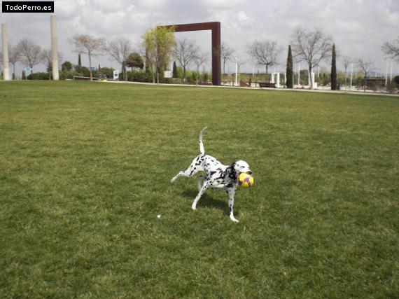 La foto del perro