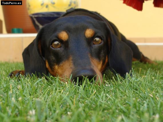 La foto del perro