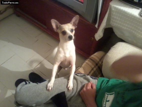 La foto del perro