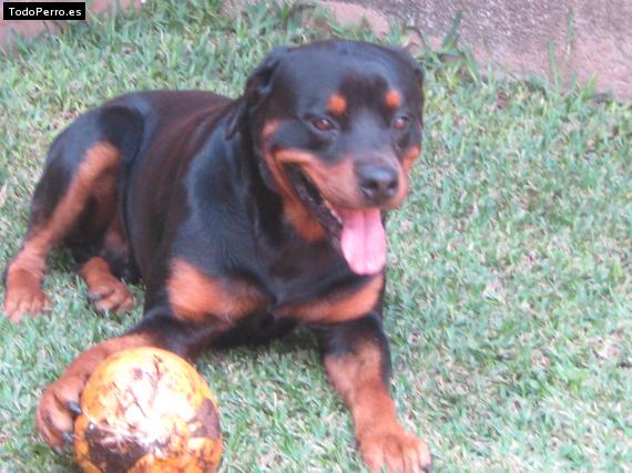 La foto del perro