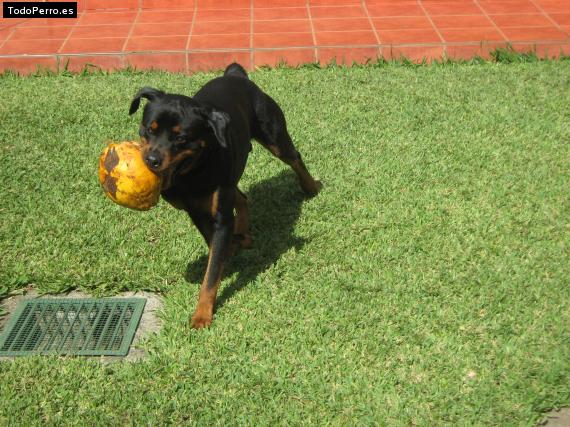 La foto del perro