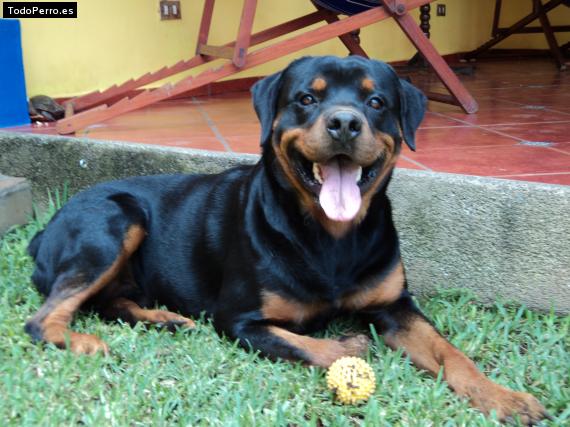 La foto del perro