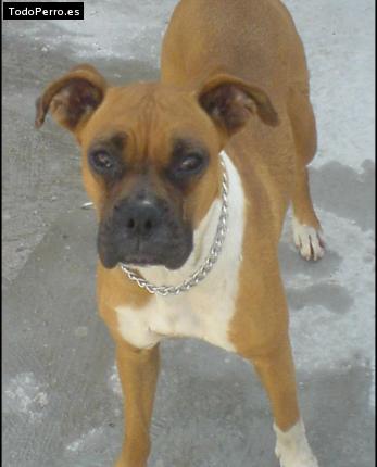 Foto del perro Habana