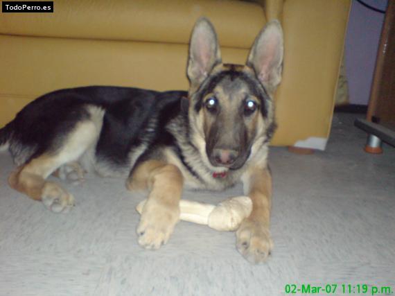 La foto del perro