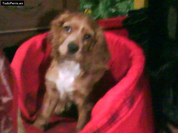 La foto del perro