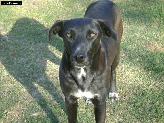 Foto del perro Esperanza