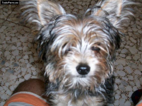 La foto del perro