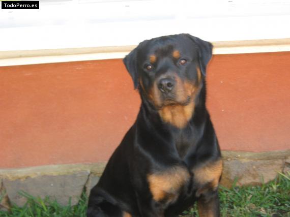 La foto del perro