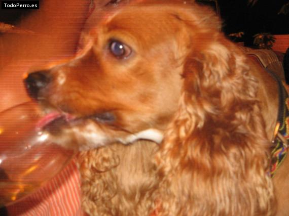 La foto del perro