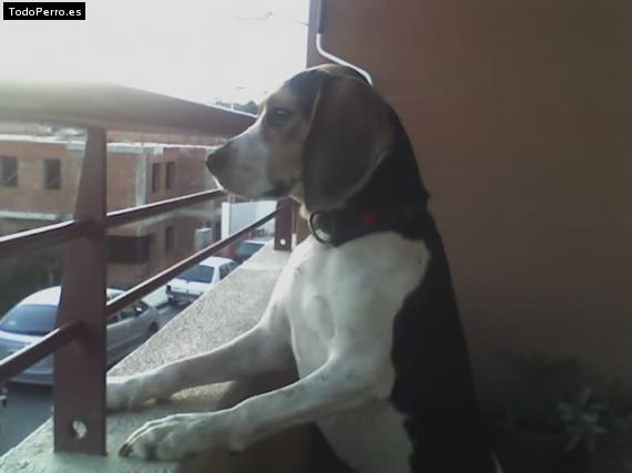 La foto del perro