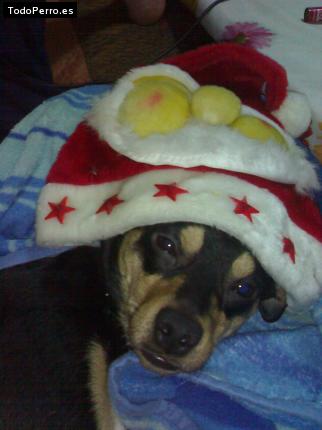 La foto del perro