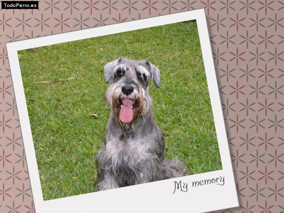 La foto del perro