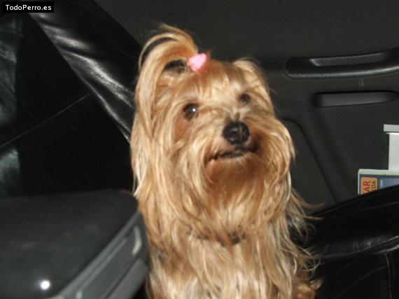 La foto del perro