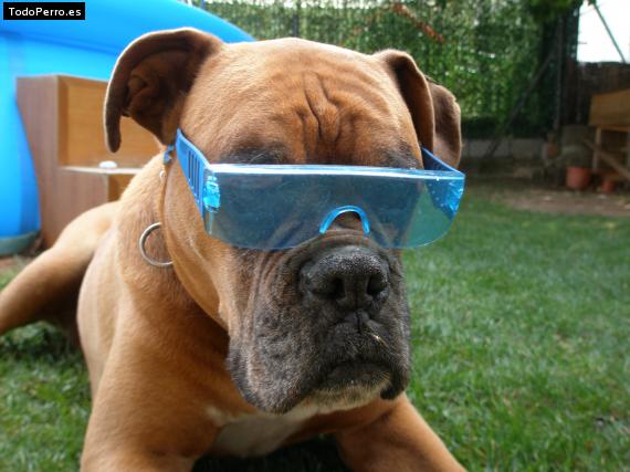 Foto del perro Roy