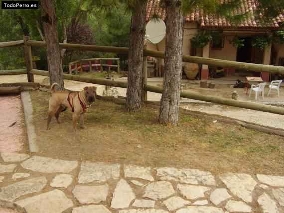 La foto del perro
