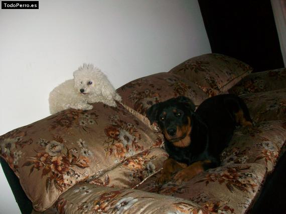 La foto del perro