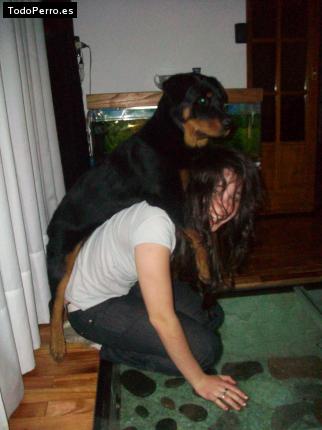 La foto del perro
