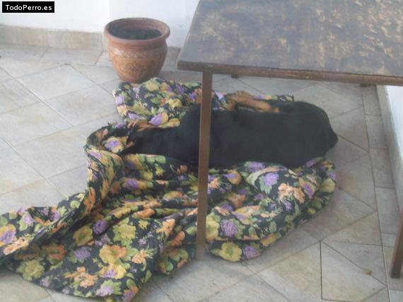 La foto del perro