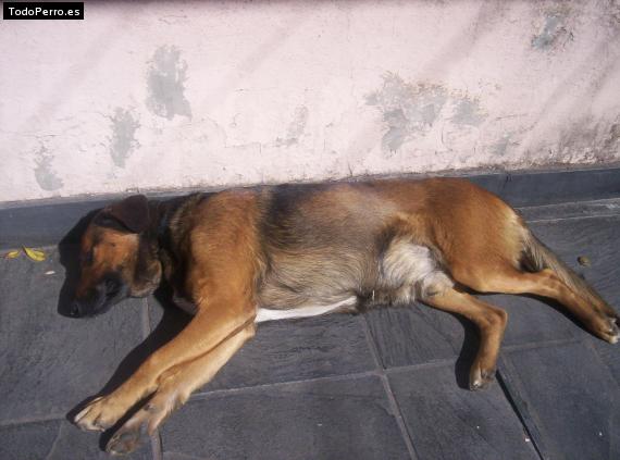 La foto del perro